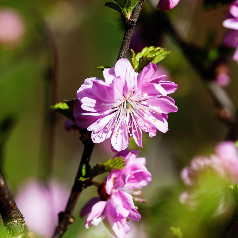 Prunus glandulosa Rosea Plena - Witte amandel (Bloei)
