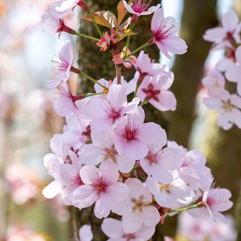 Prunus hillieri Spire - Sierperzik (Bloei)