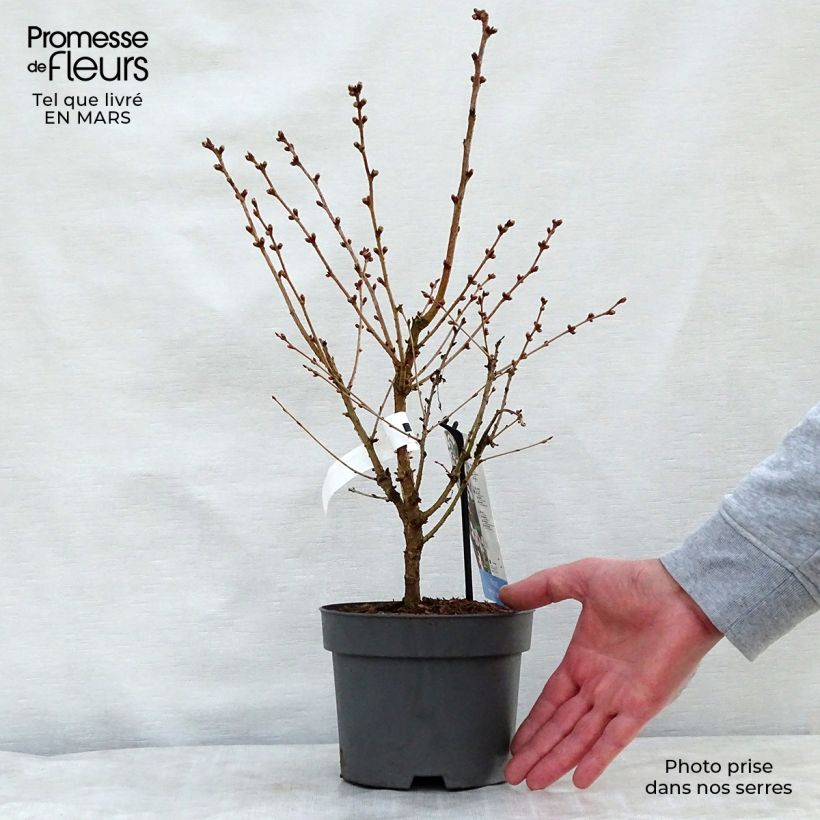 Exemplaar van Prunus nipponica Brillant - Sierkers Pot van 2 l/3 l zoals geleverd in de lente