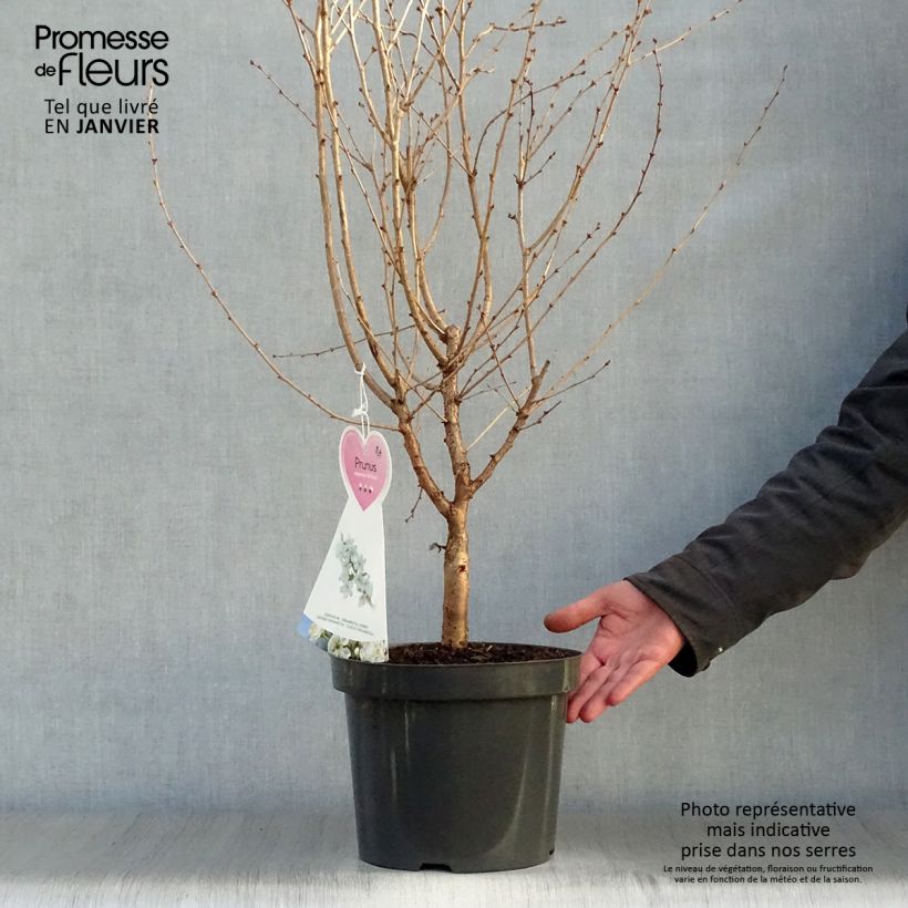 Example of Cerisier à fleurs - Prunus nipponica Brillant Pot van 2 l/3 l as you get in hiver