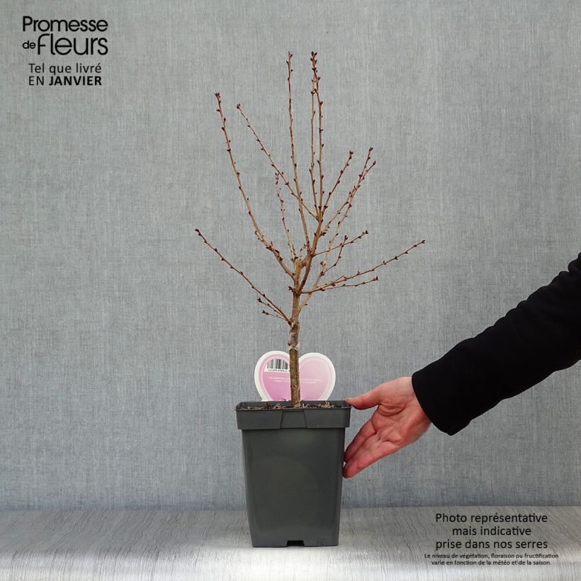Example of Cerisier à fleurs - Prunus nipponica Brillant Pot van 4 l/5 l as you get in hiver