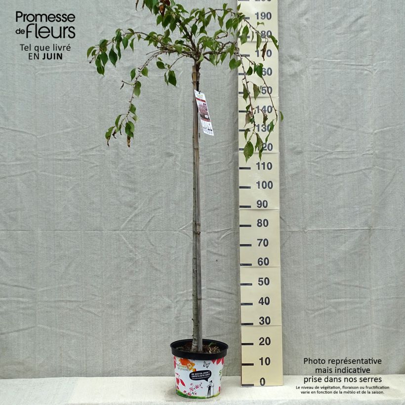 Exemplaar van Prunus serrulata Kiku Shidare Zakura - Japanse sierkers Pot van 7,5 l/10 l zoals geleverd in de lente