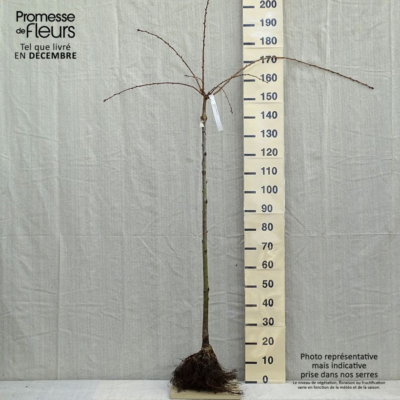Example of Cerisier à fleurs - Prunus serrulata Kiku Shidare Zakura  Naakte wortel as you get in hiver