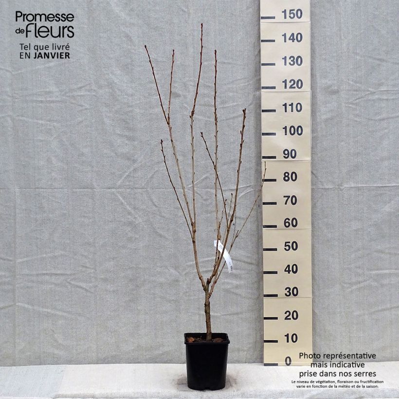 Example of Prunus serrulata Pink Perfection - Japanse sierkers Pot van 4 l/5 l as you get in hiver