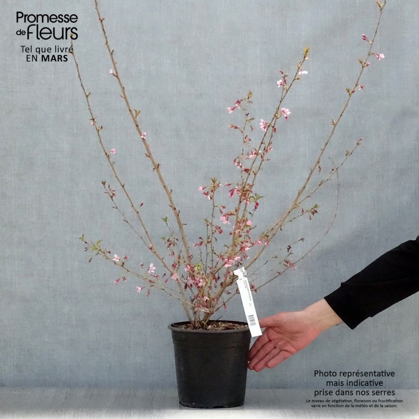 Exemplaar van Prunus subhirtella Fukubana - Winterbloeiende kers Pot van 4 l/5 l zoals geleverd in de lente