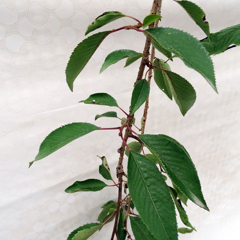 Prunus subhirtella Pendula Rubra - Winterbloeiende kers (Foliage)