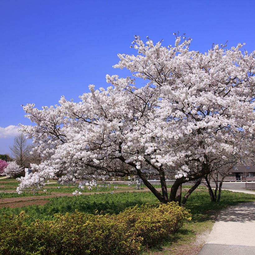 Prunus yedoensis - Yoshinokers (Groeiplaats)