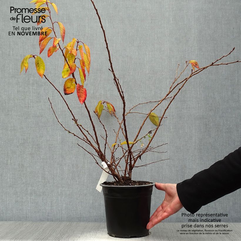 Exemplaar van Prunus subhirtella Autumnalis Rosea - Winterbloeiende kers Pot van 4 l/5 l zoals geleverd in de herfst