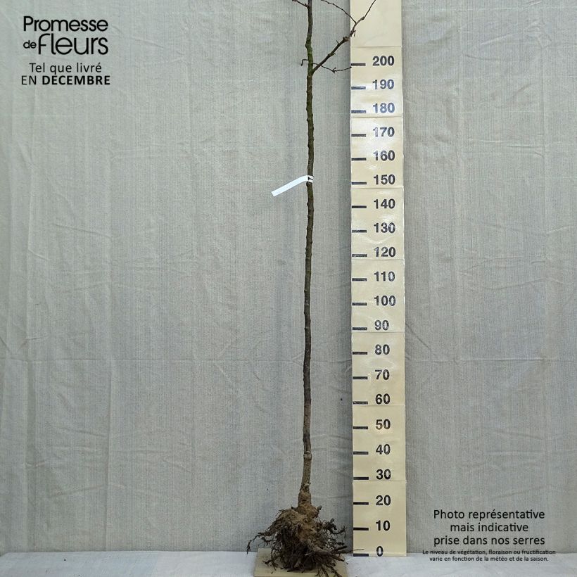 Example of Cerisier du Japon - Prunus Accolade Naakte wortel as you get in hiver