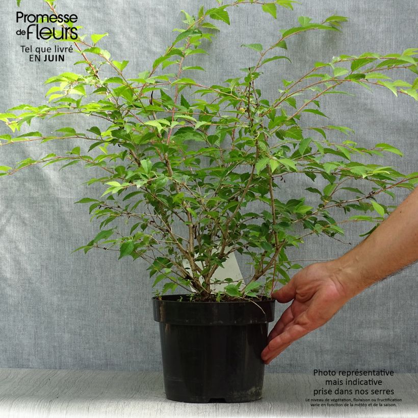 Exemplaar van Prunus incisa Mikinori - Fuji-kers Pot van 3 l/4 l zoals geleverd in de zomer