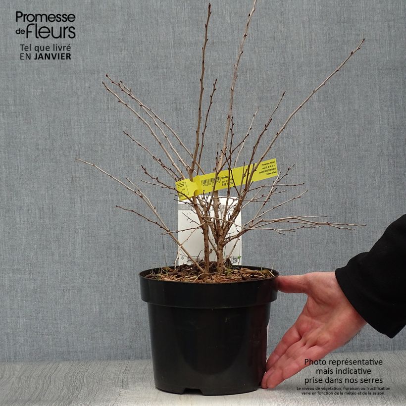Example of Cerisier à fleurs du Japon nain - Prunus incisa Mikinori Pot van 3 l/4 l as you get in hiver