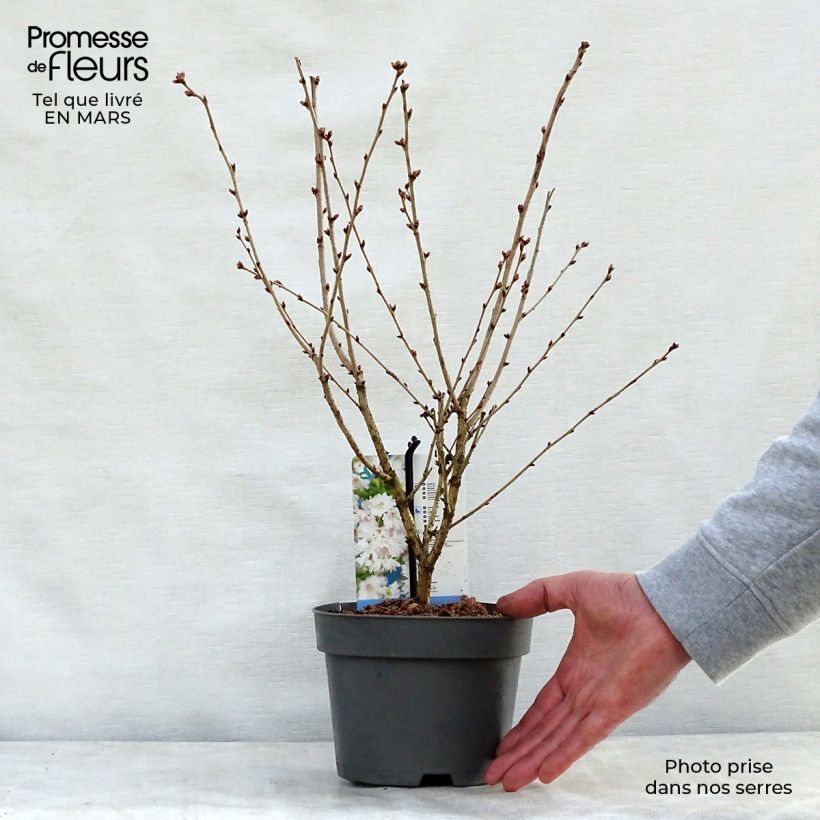 Exemplaar van Prunus incisa Oshidori - Fuji-kers Pot van 2 l/3 l zoals geleverd in de lente