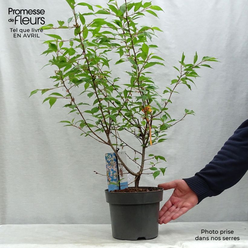 Exemplaar van Prunus incisa Paean - Fuji-kers Pot van 2 l/3 l zoals geleverd in de lente