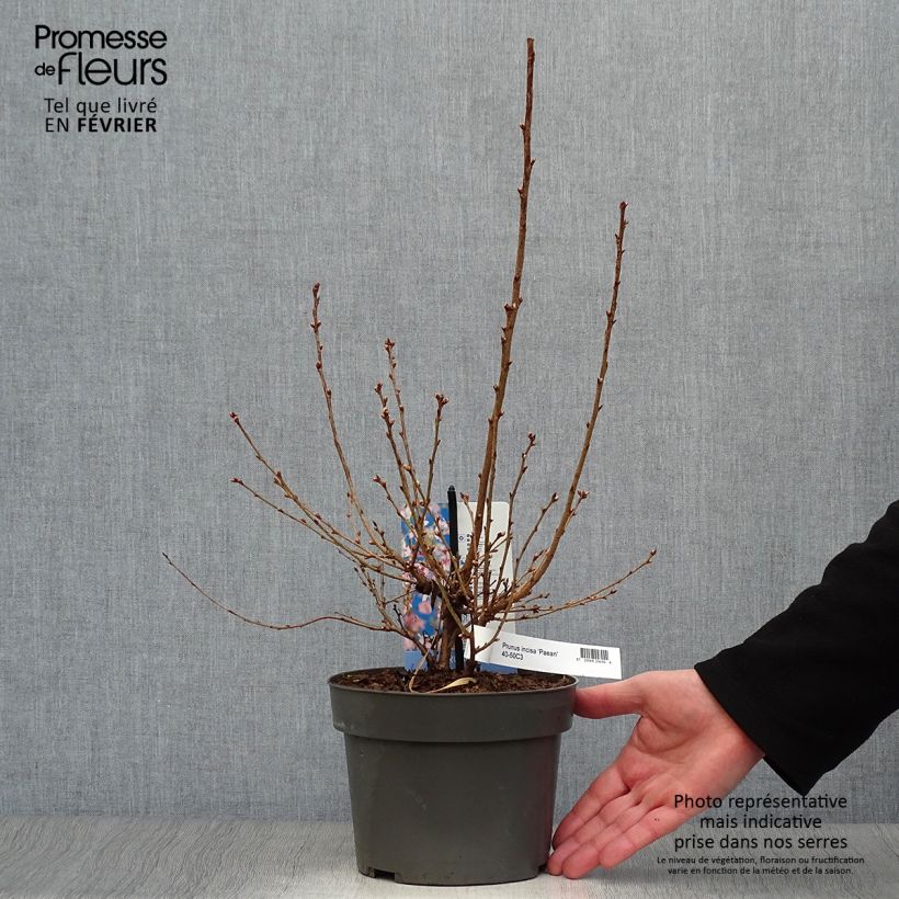 Example of Prunus incisa Paean - Fuji-kers Pot van 2 l/3 l as you get in hiver