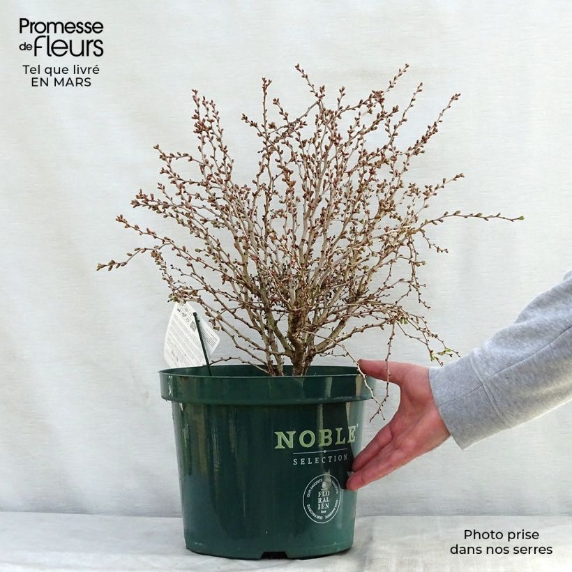 Exemplaar van Prunus incisa Kojo no mai - Fuji-kers Pot van 7,5 l/10 l zoals geleverd in de lente