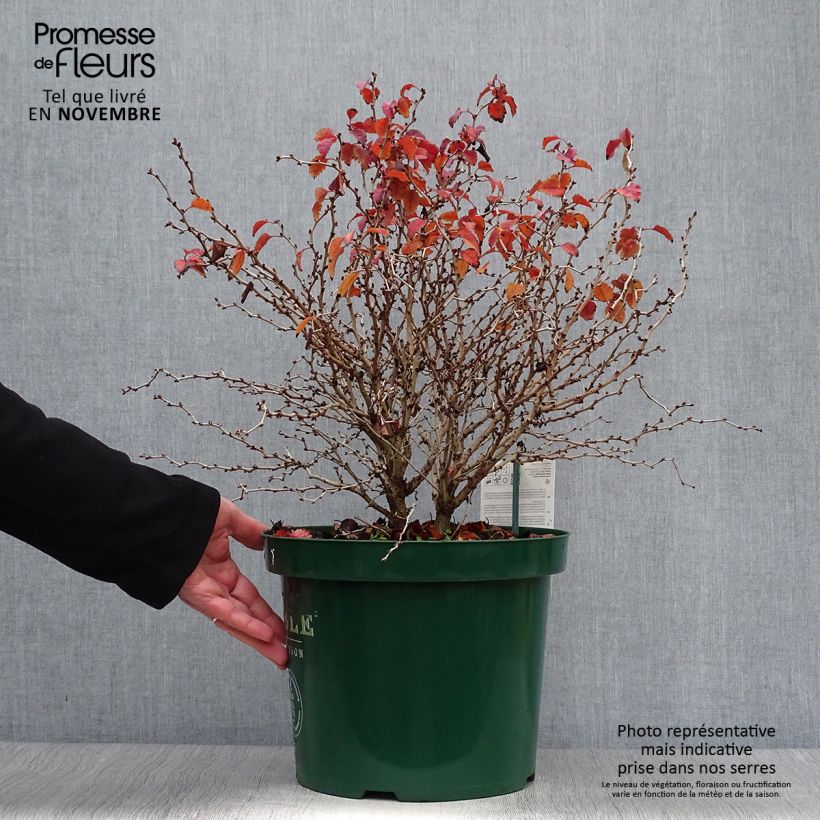 Exemplaar van Prunus incisa Kojo no mai - Fuji-kers Pot van 7,5 l/10 l zoals geleverd in de herfst