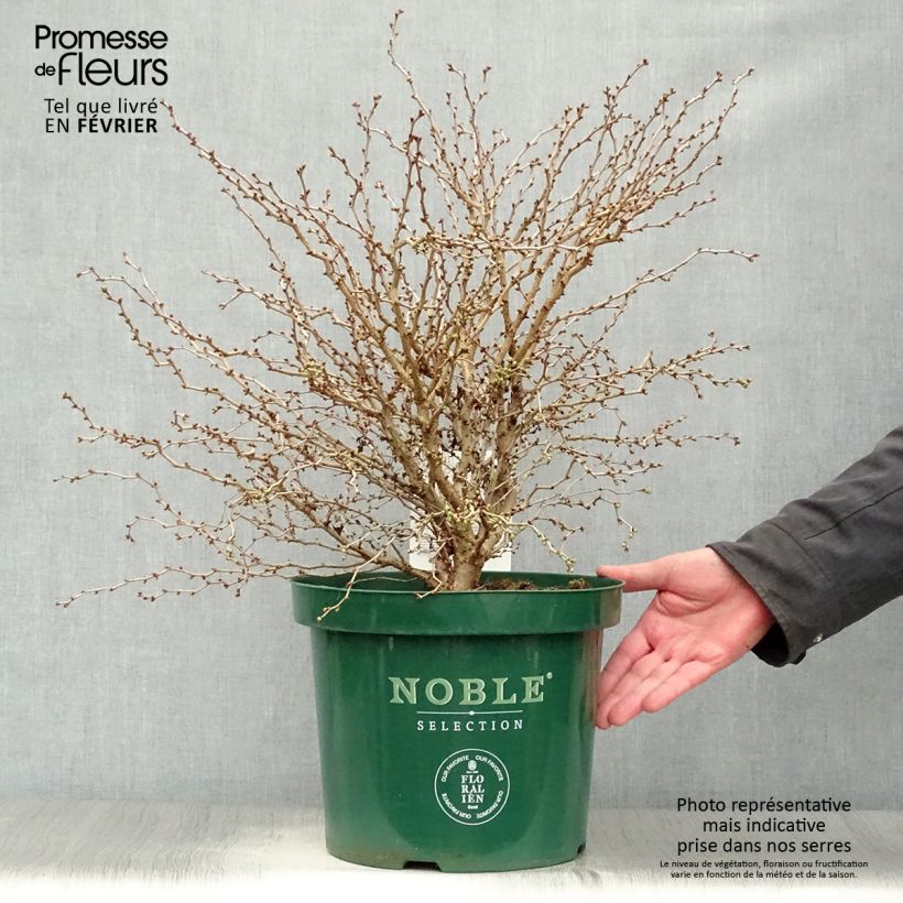 Example of Prunus incisa Kojo no mai - Fuji-kers Pot van 7,5 l/10 l as you get in hiver
