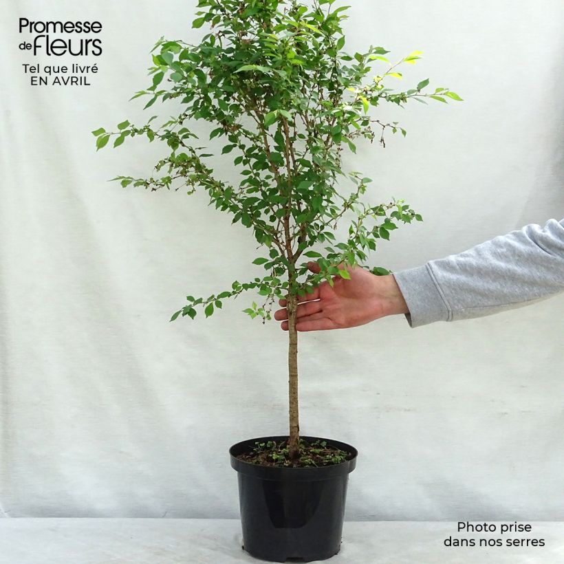 Exemplaar van Prunus incisa Kojo no mai - Fuji-kers Pot van 4 l/5 l, Stengel zoals geleverd in de lente