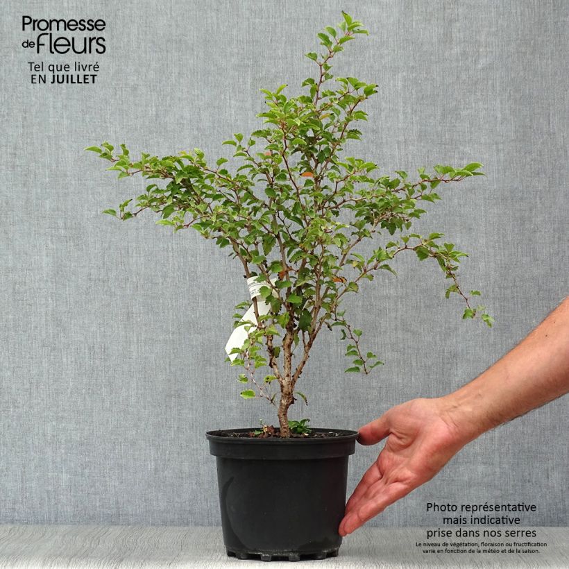 Exemplaar van Prunus incisa Kojo no mai - Fuji-kers Pot van 2 l/3 l zoals geleverd in de zomer
