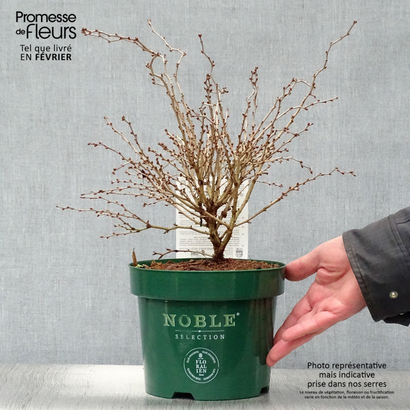 Example of Prunus incisa Kojo no mai - Fuji-kers Pot van 2 l/3 l as you get in hiver
