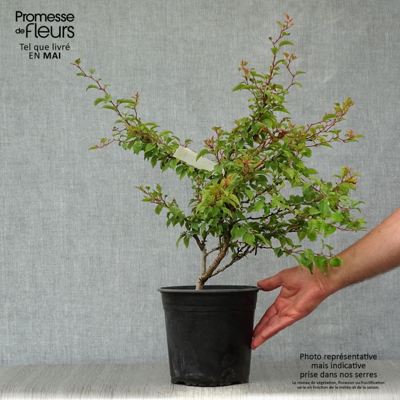 Exemplaar van Prunus incisa Kojo no mai - Fuji-kers Pot van 2 l/3 l zoals geleverd in de lente