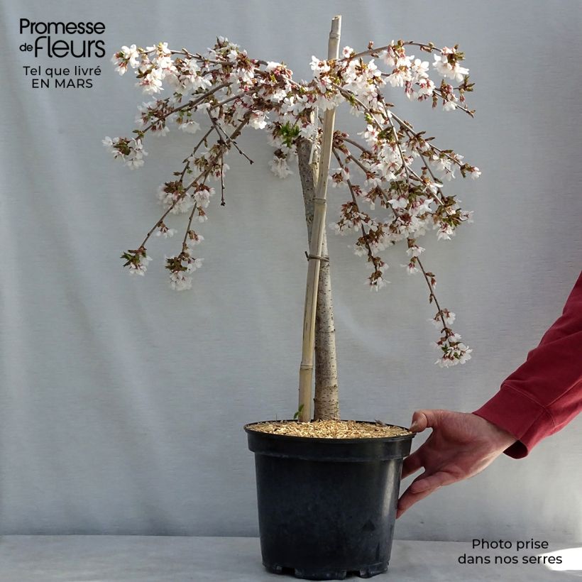 Example of Prunus Snow Fountains - Japanse sierkers Pot van 7,5 l/10 l as you get in hiver