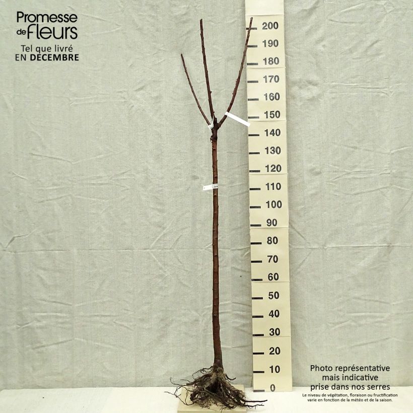 Exemplaar van Zoete kers Bigalise (Enjidel) Georges Delbard Naakte wortel, Half-hoge stam zoals geleverd in de winter