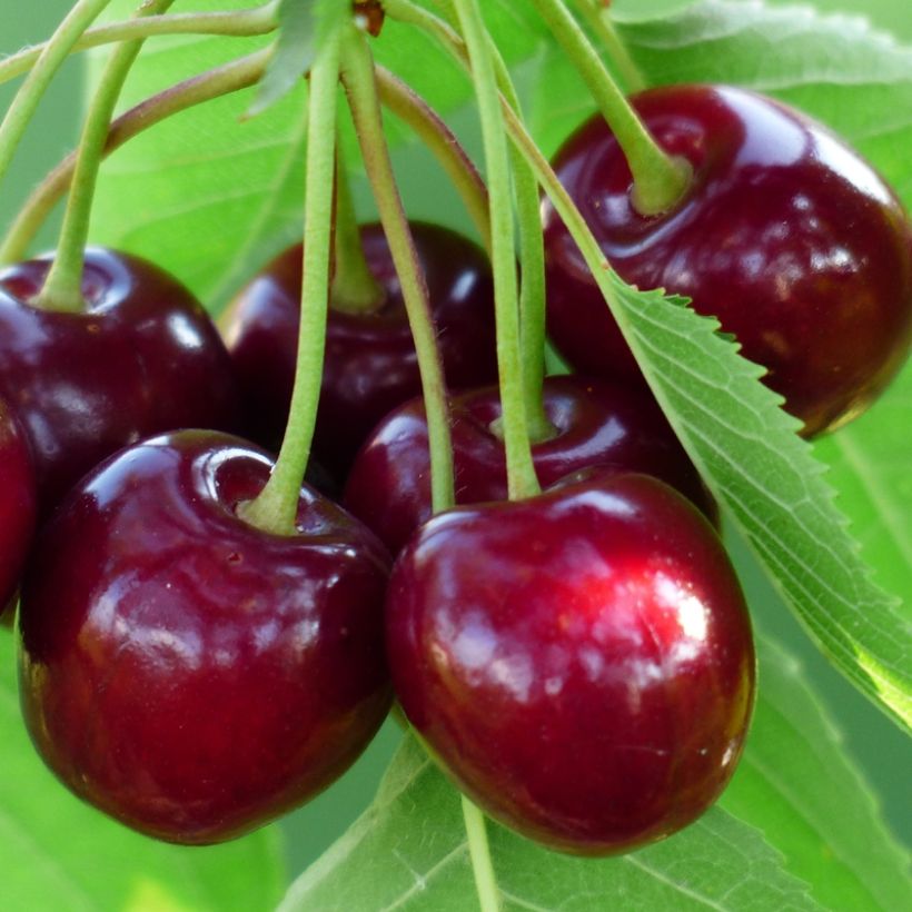 Zoete kers Bigarreau Burlat (Oogst)