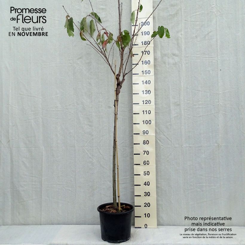 Exemplaar van Zoete kers Bigarreau Burlat Pot van 7,5 l/10 l, Half-hoge stam zoals geleverd in de herfst