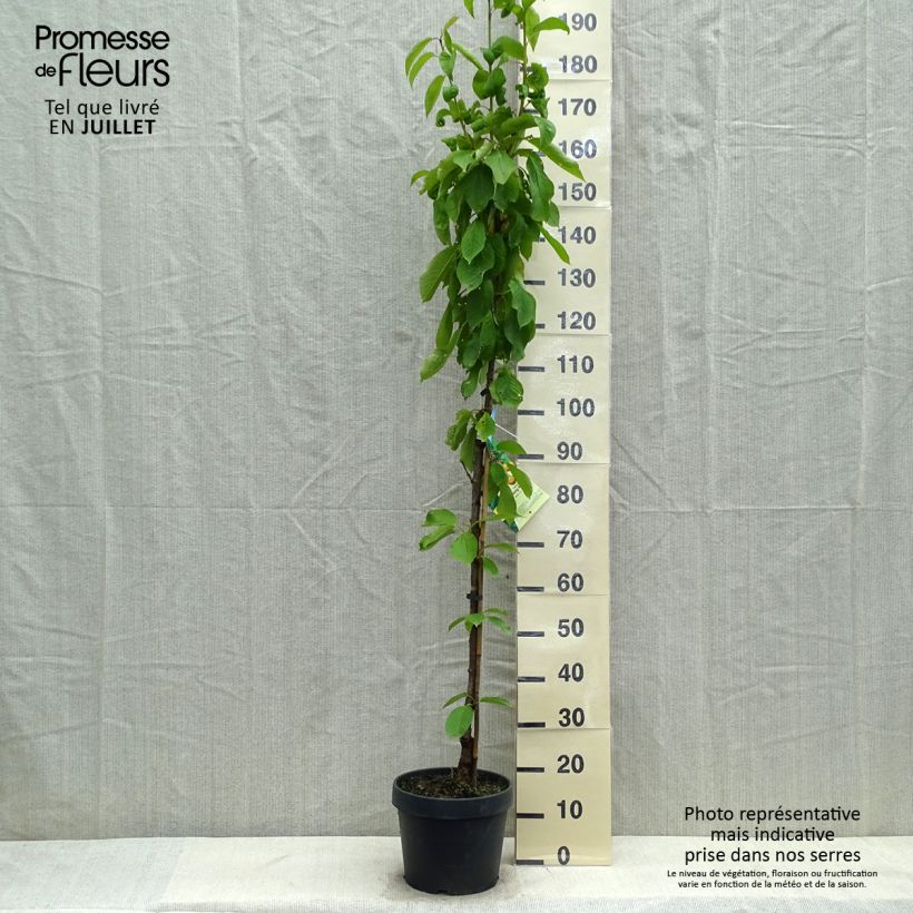 Exemplaar van Zuilvormige zure kers Hong Kong Pot van 6 l/7 l, Zuilvormig zoals geleverd in de zomer