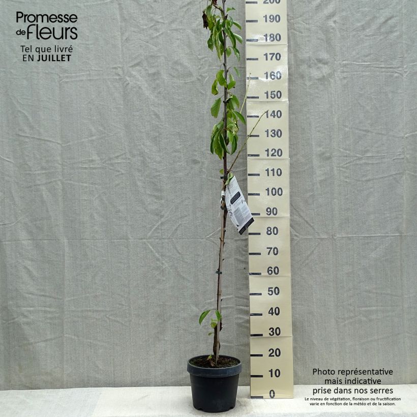 Exemplaar van Zuilvormige zure kers Shangai Pot van 6 l/7 l, Zuilvormig zoals geleverd in de zomer