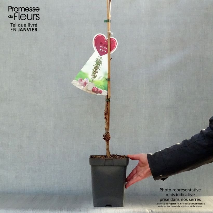 Exemplaar van Zuilvormige kers Sylvia Pot van 4 l/5 l, Zuilvormig zoals geleverd in de winter