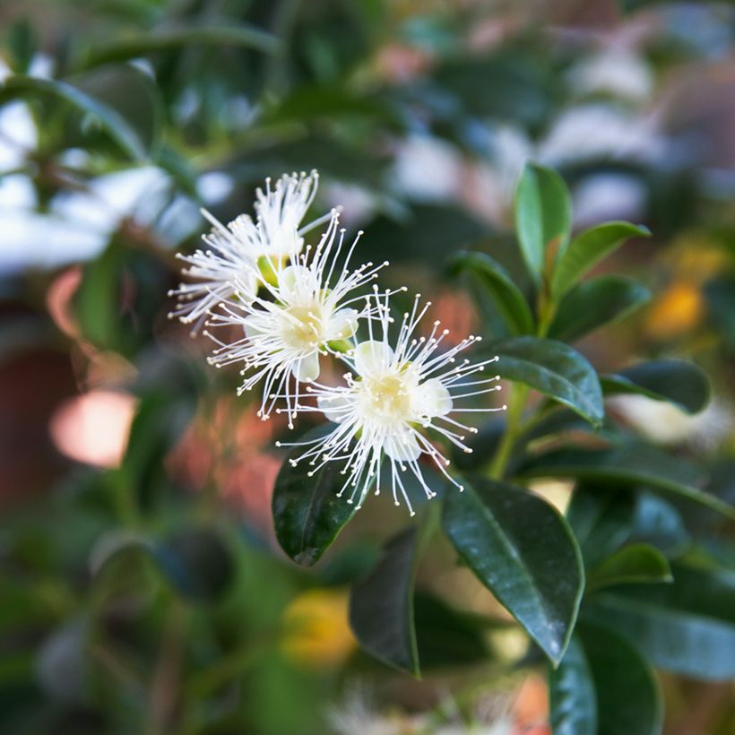 Eugenia uniflora - Surinaamse kers (Bloei)