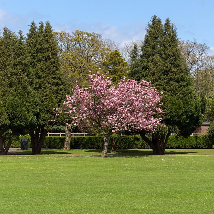 Prunus Accolade - Japanse sierkers (Groeiplaats)
