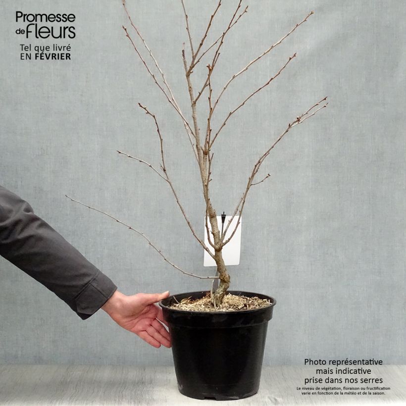 Example of Cerisier du Japon - Prunus Accolade Pot van 7,5 l/10 l as you get in hiver