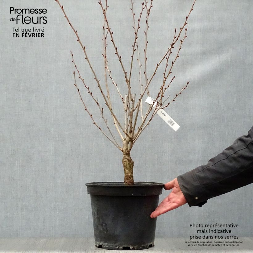 Example of Cerisier à fleurs du Japon - Prunus serrulata Kanzan Pot van 7,5 l/10 l as you get in hiver