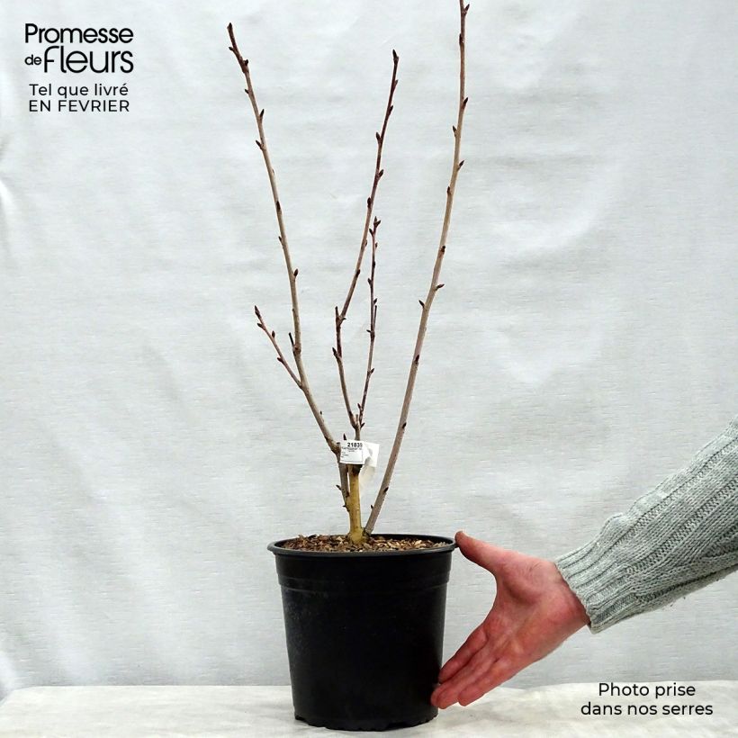Example of Cerisier du Japon - Prunus serrulata Royal Burgundy Pot van 4 l/5 l as you get in hiver