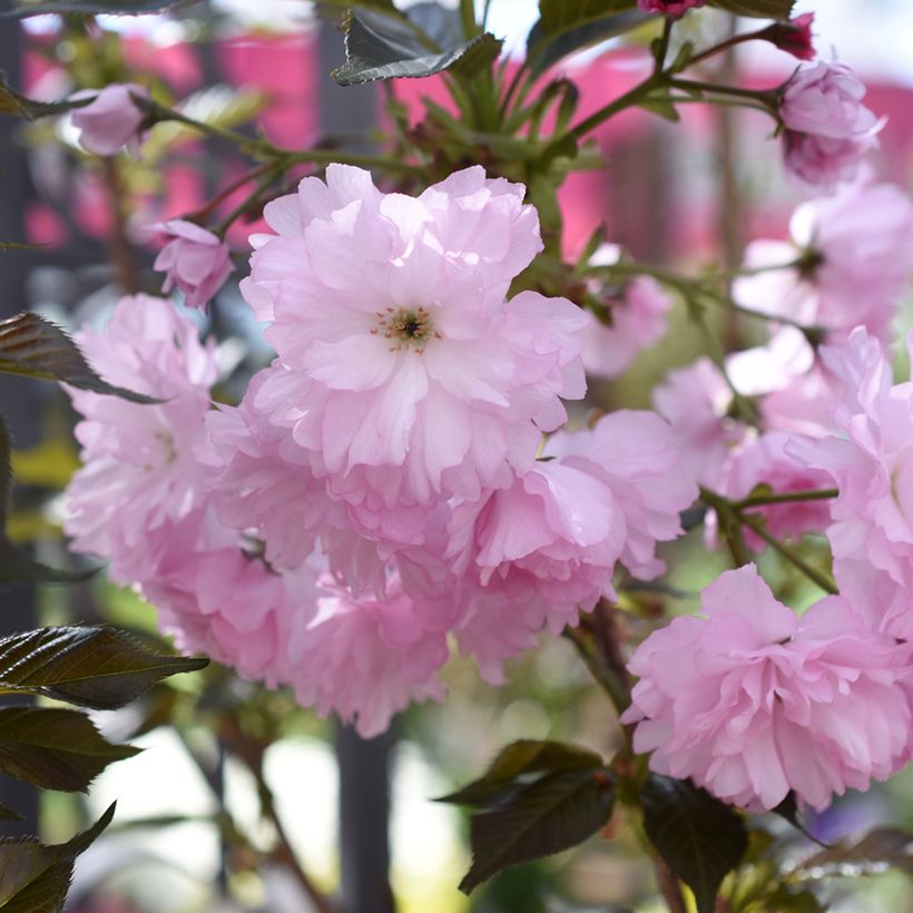 Prunus serrulata Royal Burgundy - Japanse sierkers (Bloei)