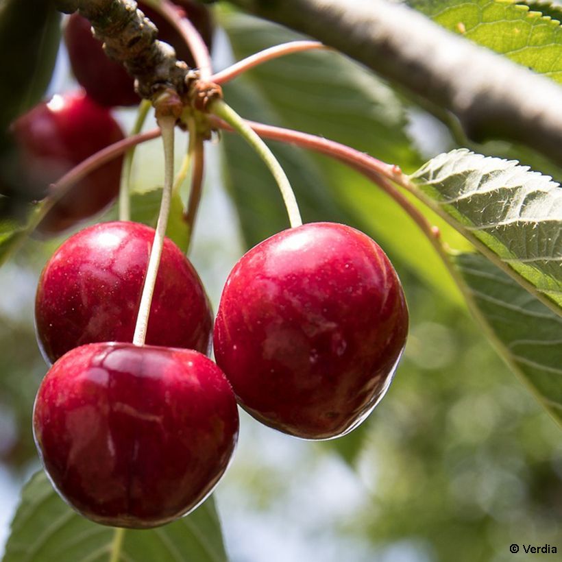 Dwergkers Cherry Baby Fruitality® (Oogst)
