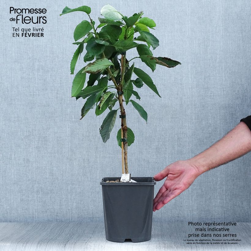Exemplaar van Dwergkers Fruit Me Cherry Me Pot van 4 l/5 l, Dwerg zoals geleverd in de herfst