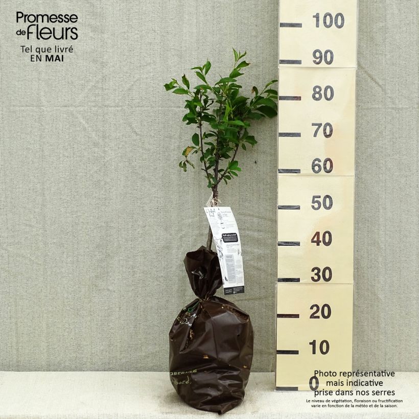 Exemplaar van Cerisier nain Griotella - Georges Delbard Motte Prêt-à-planter 1/4 de tige zoals geleverd in de lente