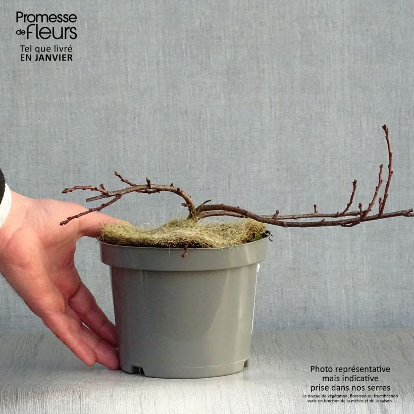 Example of Prunus pumila Depressa - Zandkers Pot van 2 l/3 l as you get in hiver