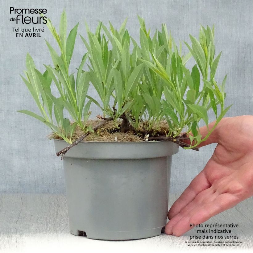 Exemplaar van Prunus pumila Depressa - Zandkers Pot van 2 l/3 l zoals geleverd in de lente