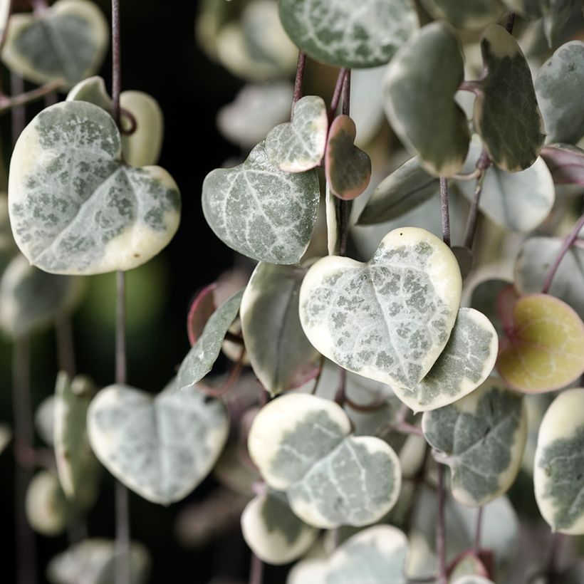 Ceropegia woodii Variegata - Chinees lantaarnplantje (Blad)