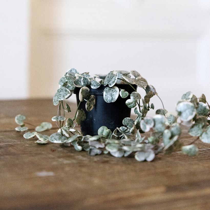 Ceropegia woodii Variegata - Chinees lantaarnplantje (Groeiplaats)