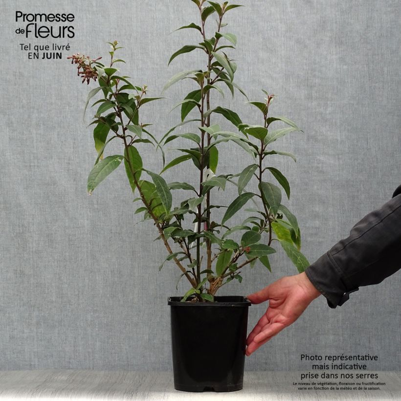 Exemplaar van Cestrum elegans Rubrum - Rode regen Pot van 4 l/5 l zoals geleverd in de zomer
