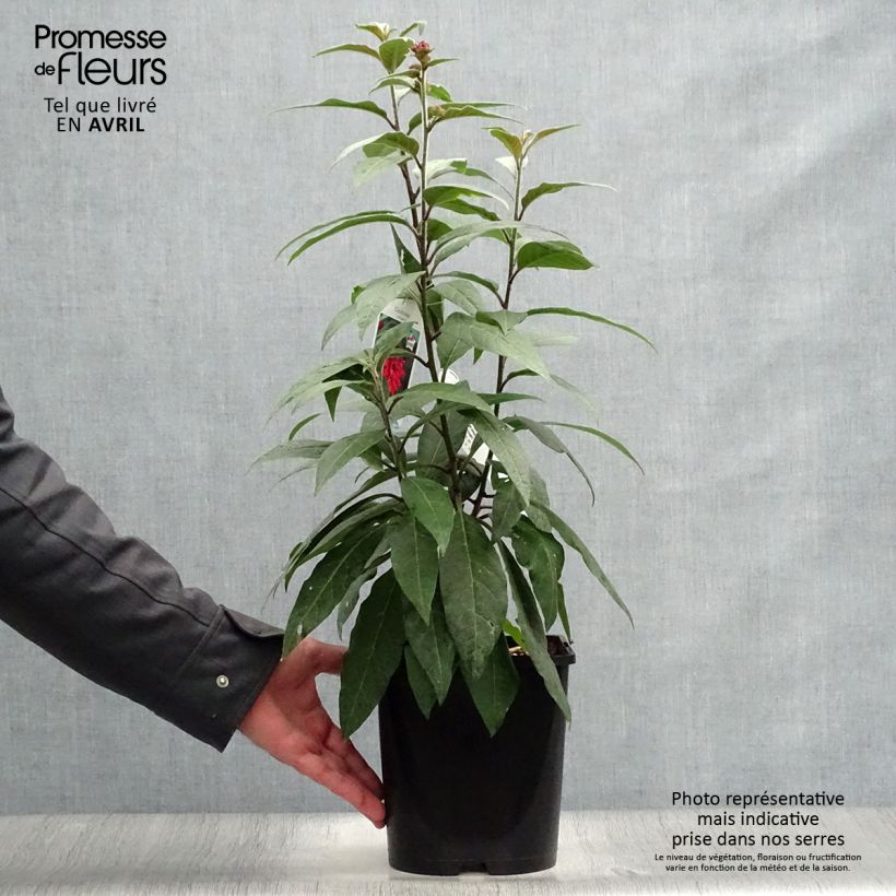 Exemplaar van Cestrum elegans Rubrum - Rode regen Pot van 4 l/5 l zoals geleverd in de lente