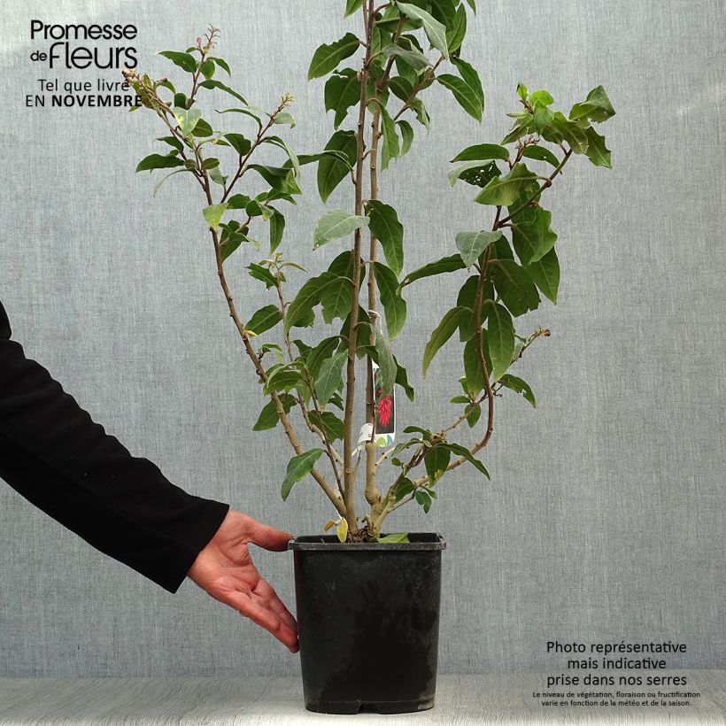 Exemplaar van Cestrum elegans Rubrum - Rode regen Pot van 4 l/5 l zoals geleverd in de herfst
