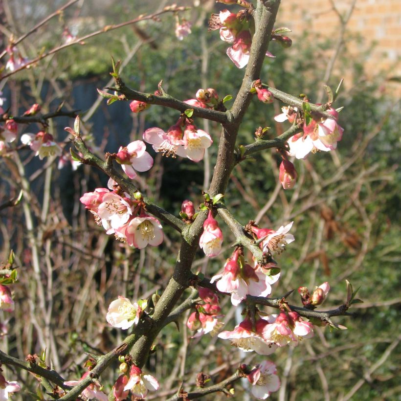 Chaenomeles cathayensis - Chinese sierkwee (Flowering)