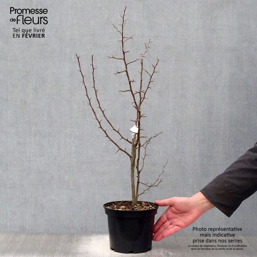 Example of Chaenomeles cathayensis - Cognassier de Cathay Pot van 3 l/4 l as you get in hiver